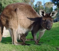 Western Grey Kangaroo with joey.