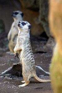 Meerkats at Los Angeles Zoo, California.