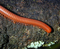 Rusty millipede