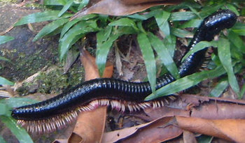 Sri Lankan Giant Millipede (Spirostreptus sp.)