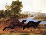 Mountain Brook Minks byJohn Woodhouse Audubon