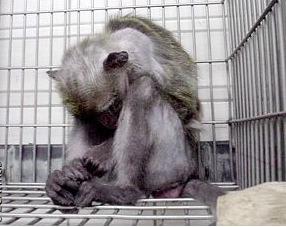 A macaque sits in a cage in a German laboratory. [1] 