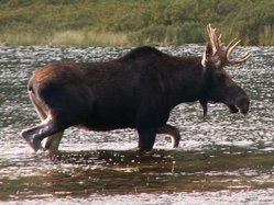 Moose