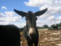 A barren of mules.