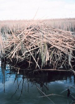 Muskrat lodge, middle Patuxent River marsh, Maryland