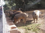 Pigs in extensive growing