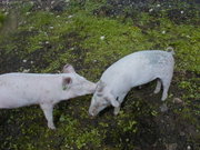 Domestic pigs