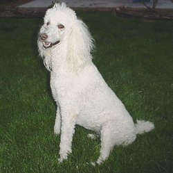 White Standard Poodle