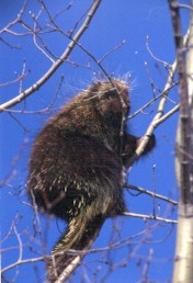 Porcupine