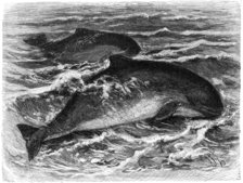 Phocoena phocoena