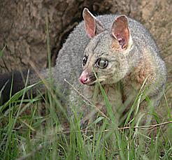 Common Brushtail Possum