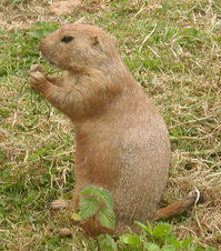 Black-tailed Prairie Dog (Cynomys ludovicianus).
