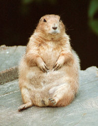 Prairie dog sitting back