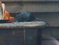 Black Rat