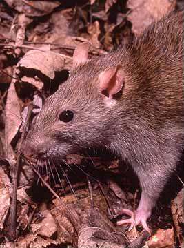 Brown Rat (Rattus norvegicus)