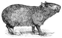 Capybara