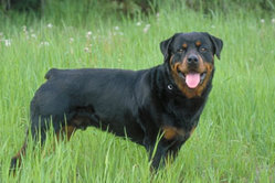Rottweiler