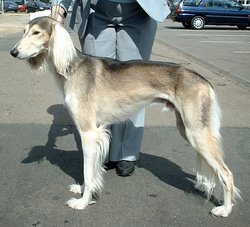 Salukis come in a variety of coat colors.