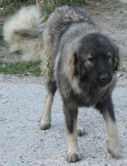 Sarplaninac