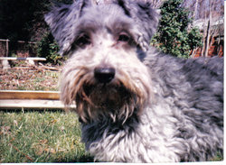 One possible variety of Schnoodle