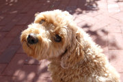 A miniature Schnoodle.