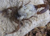 Compsobutus werneri female with young