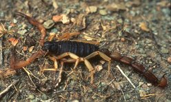 Vaejovid species
