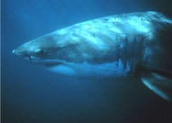 Great White Shark