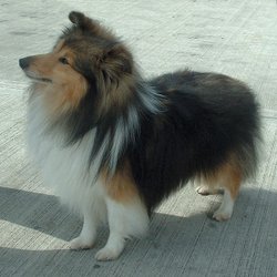 Sable sheltie
