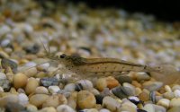 Japanese marsh shrimp Caridina japonica