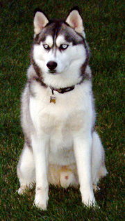 2-year-old male
