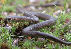 Image:YoungCopperhead.jpg