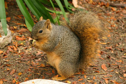 A squirrel eating a nut