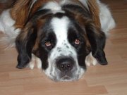 St. Bernard