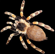 Brachypelma sp., probably B. smithi (Mexican Red-Knee Tarantula)