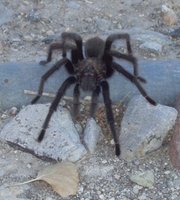Male Aphonopelma sp., likely A. iodius
