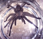 Hairy Chaetopelma sp.