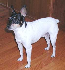 Image:bailey3.jpg