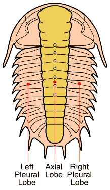 The name "trilobite" (meaning "three-lobed") is not based on the body sections cephalon, thorax and pygidium, but rather on the three longitudinal lobes: a central axial lobe, and two symmetrical pleural lobes that flank the axis.© Sam Gon III