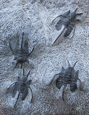 Cyphaspis tafilalet - trilobites of the order Proetida