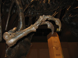 Closeup of arm