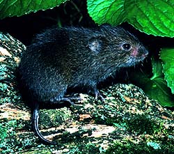 Image:Meadvole.jpg