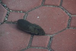 Vole in Northeastern US