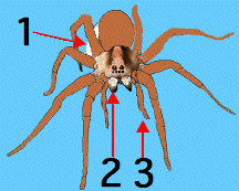 1. egg case 2. chelicerae 3. pedipalps