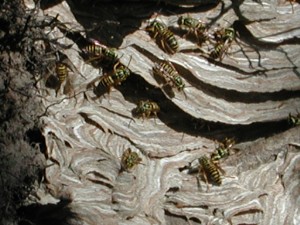 Nest of the Southern yellowjacket Vespula squamosaJohnsonville, South Carolina