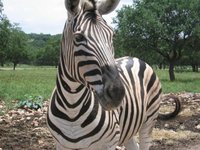 Zebras