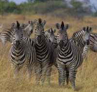 Zebra, Botswana